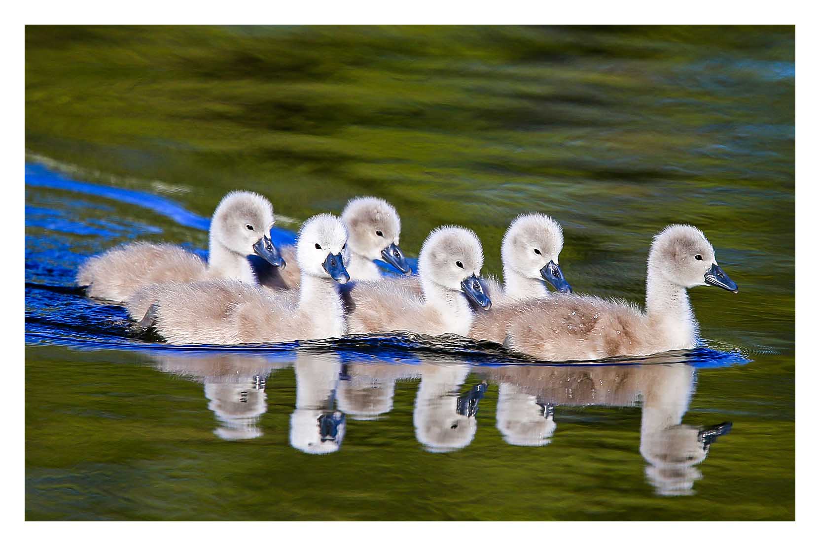Ron Cooper fabulous photographs of British & European birds... Click to view...